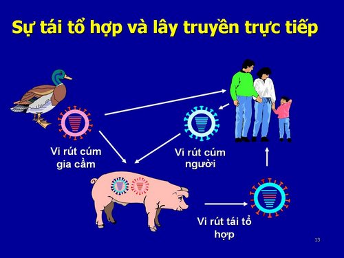Ảnh 4 của Cúm lợn H1N1